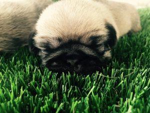 Top Dog Turf - Artificial Grass For Dogs