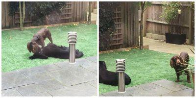 Top Dog Turf Best Artificial grass for dogs. London