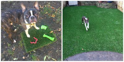 Top Dog Turf Dog friendly artificial turf London