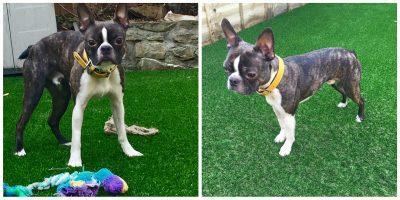 Top Dog Turf is artificial grass Ok for for dogs