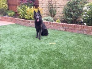 How to Install artificial turf for dogs