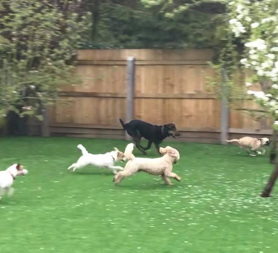 Champion Top Dog Turf